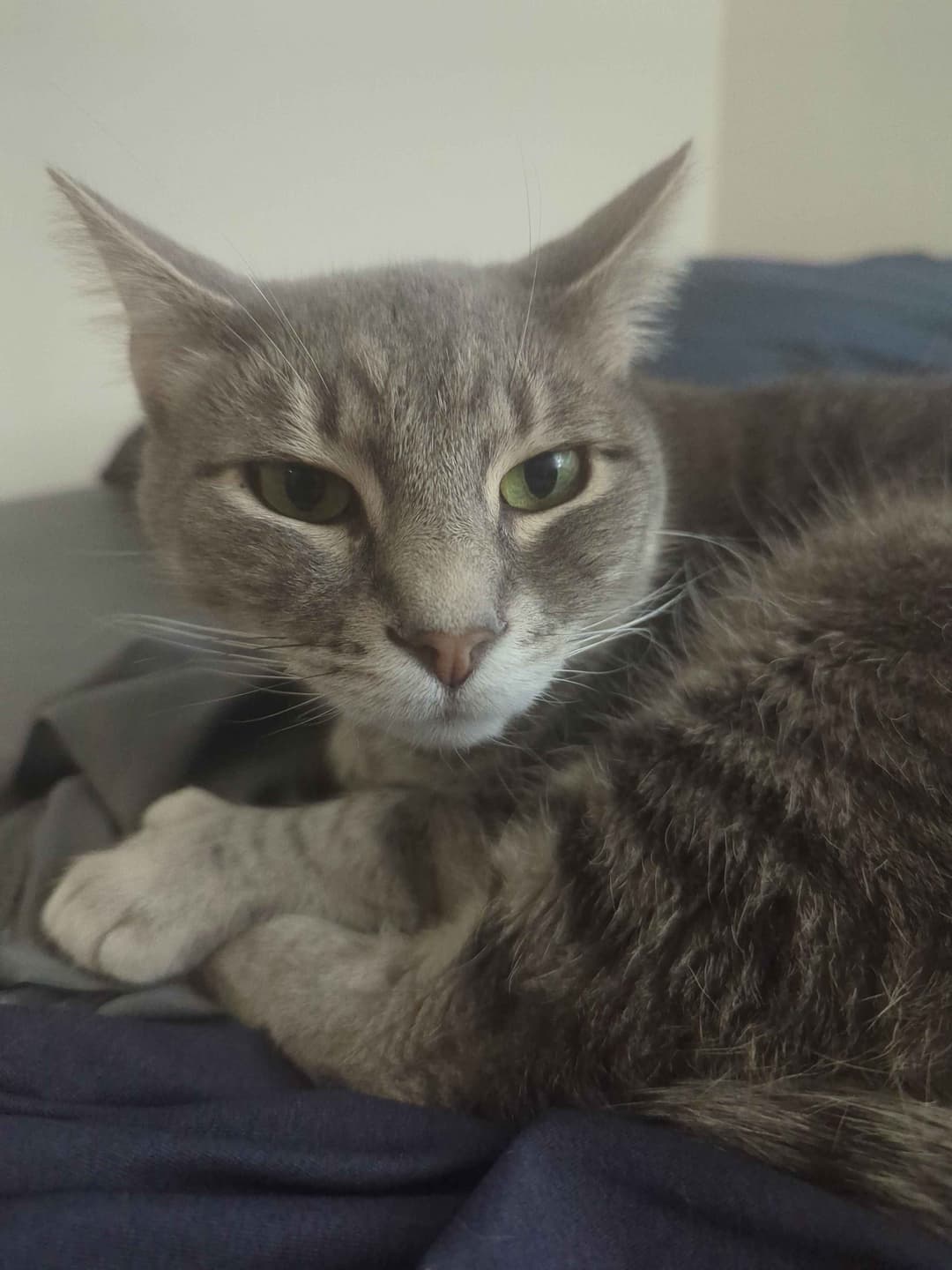 Cat being silly