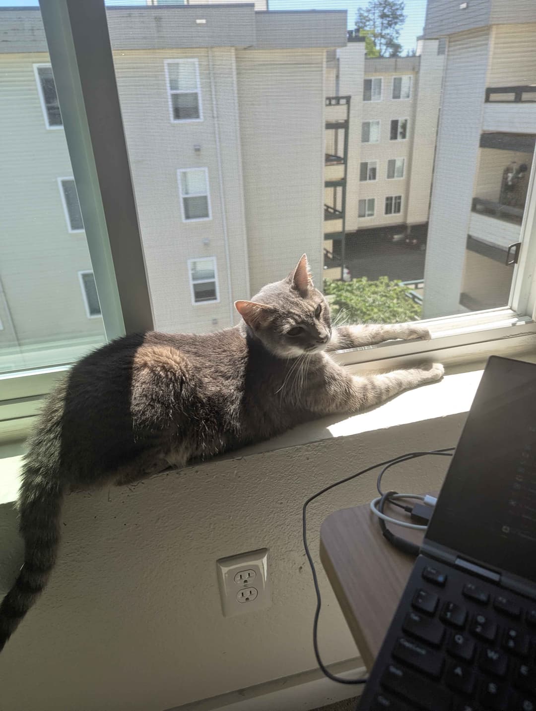 Cat playing